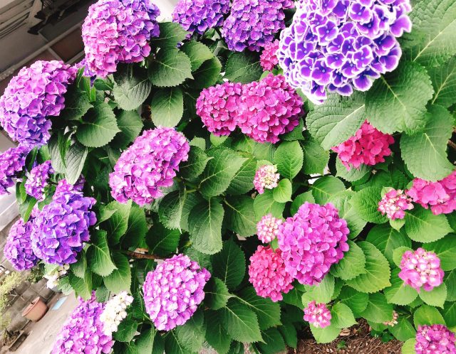 スタジオの紫陽花が綺麗に咲きました💠